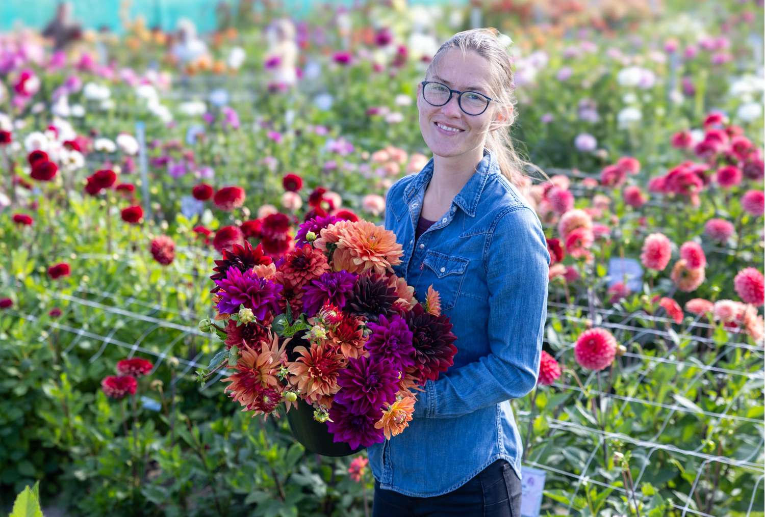 Dahlien - Kollektion 'Amber' - Dahlia